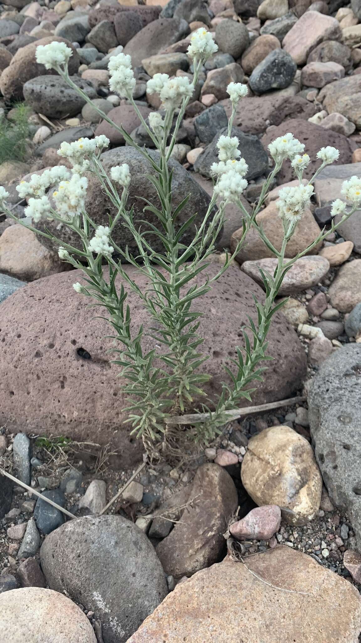 Слика од Pseudognaphalium leucocephalum (A. Gray) A. A. Anderberg