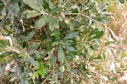 Image of Banksia integrifolia subsp. integrifolia