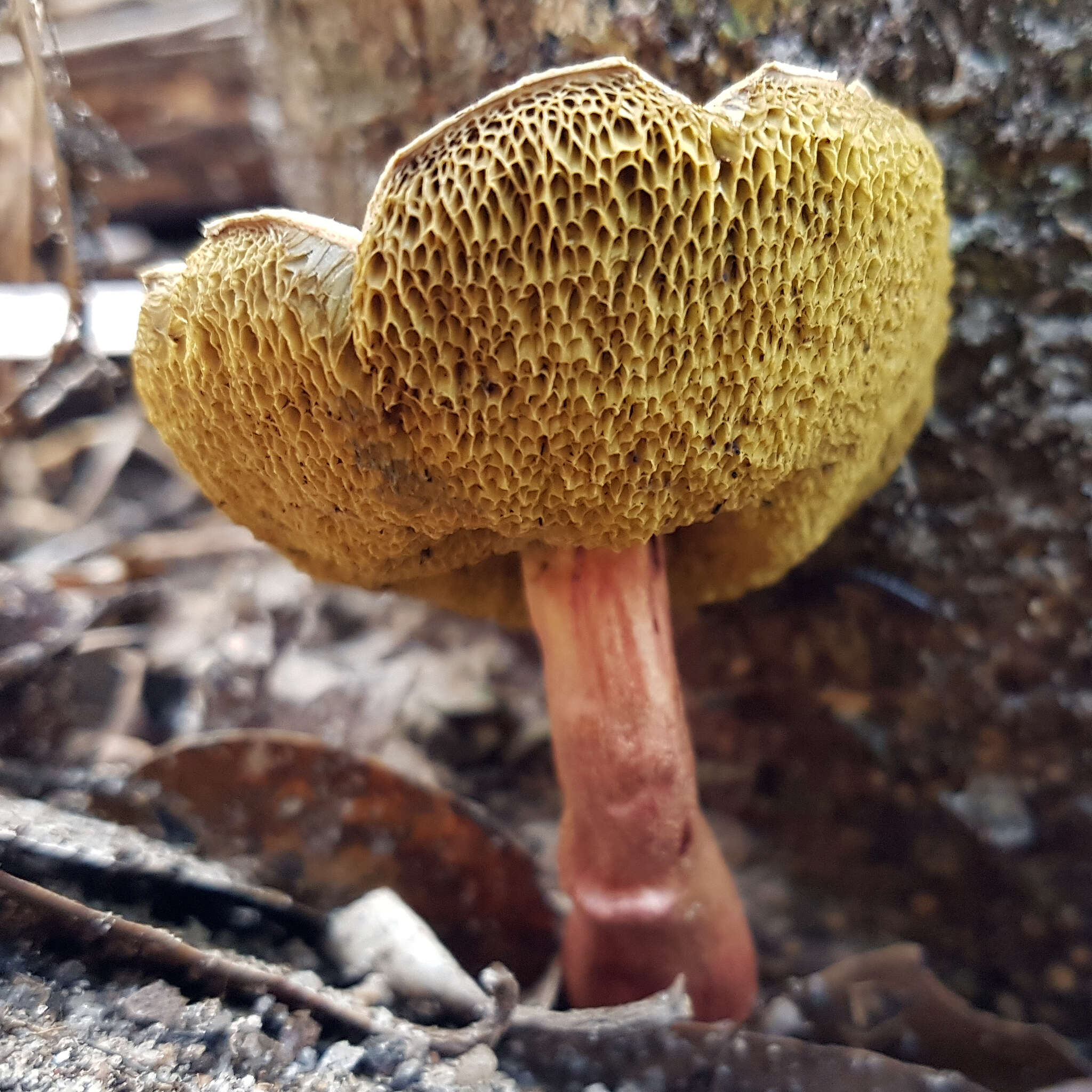 Слика од Boletellus badiovinosus E. Horak 1977