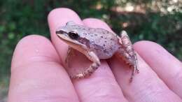 Image of Upland Chorus Frog