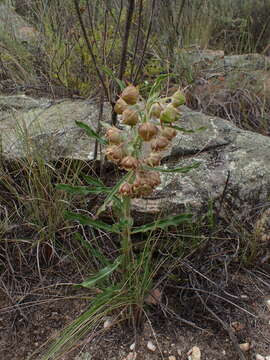 Image of Pachycarpus dealbatus E. Mey.