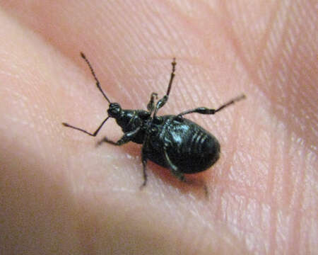 Image of rough strawberry root weevil