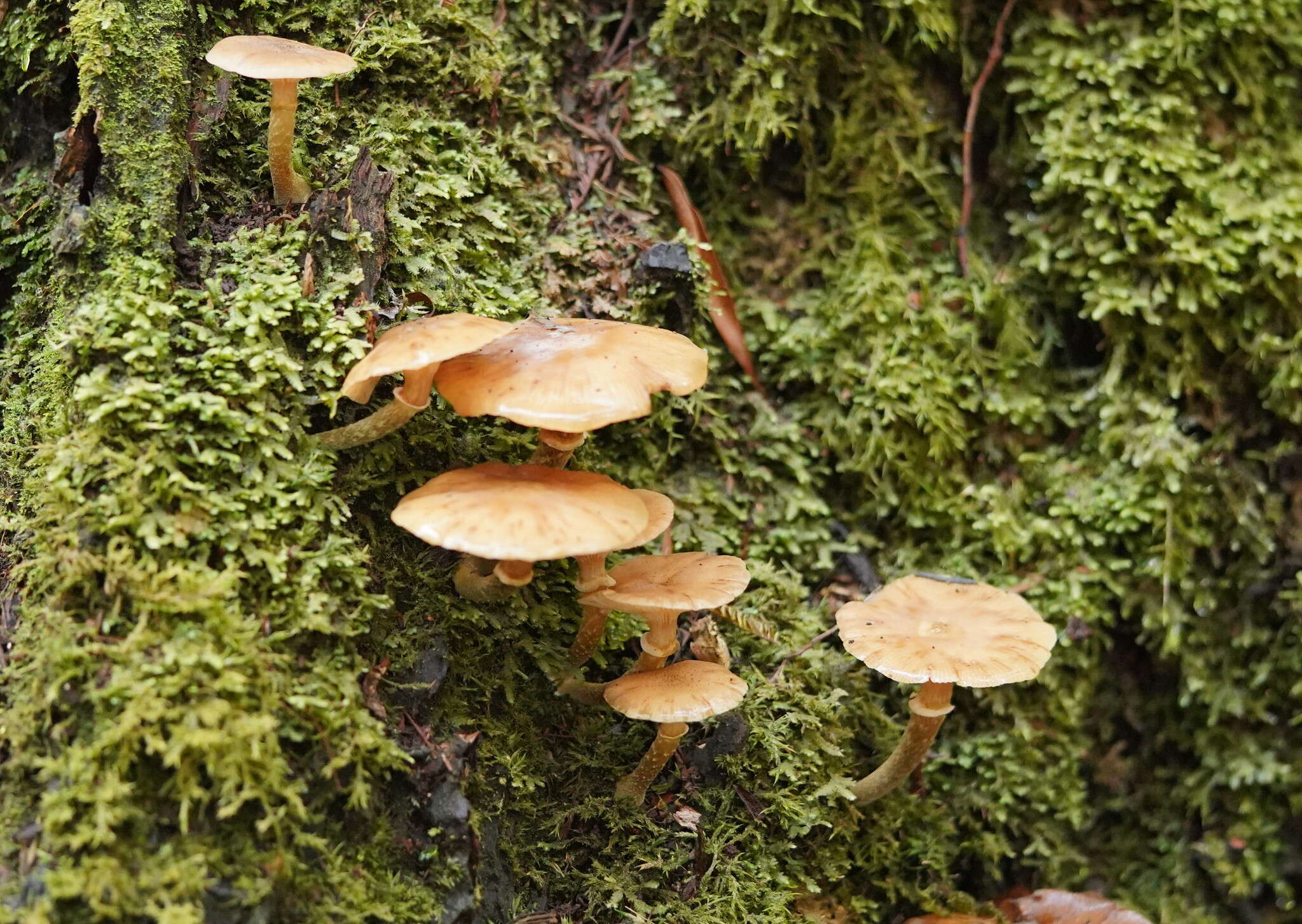 Image de Armillaria hinnulea Kile & Watling 1983