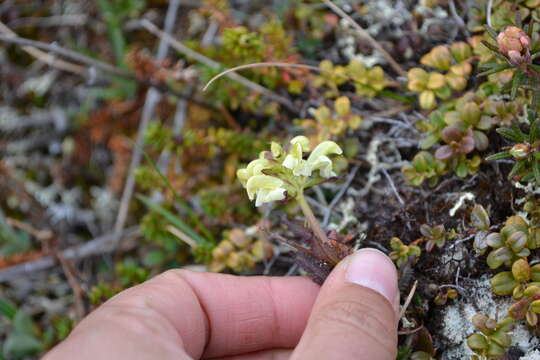 Image of Lapland lousewort