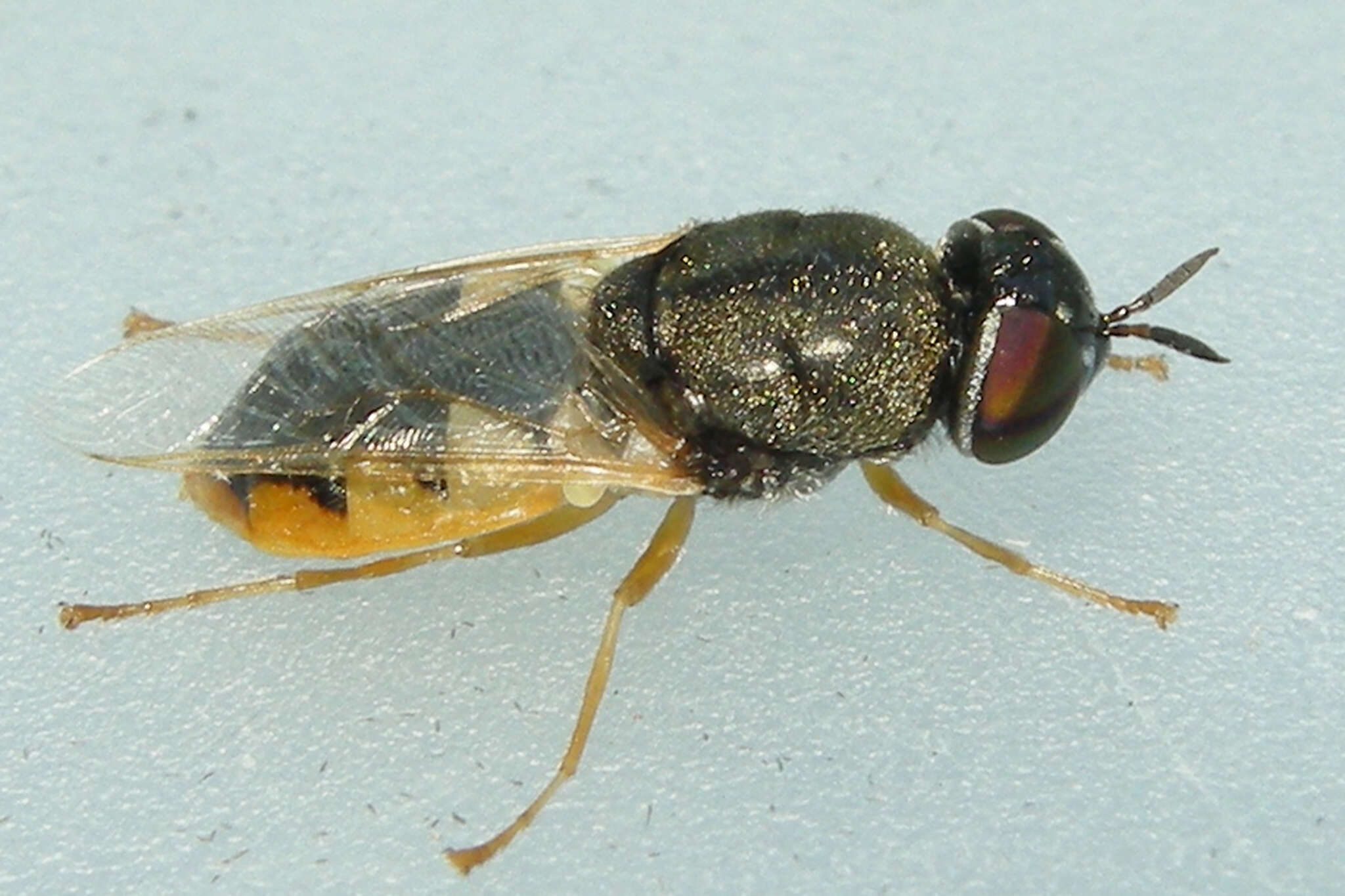 Image of Odontomyia virgo group