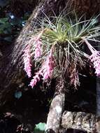 Image of Airplant