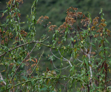 Image of Byttneria ovata Lam.