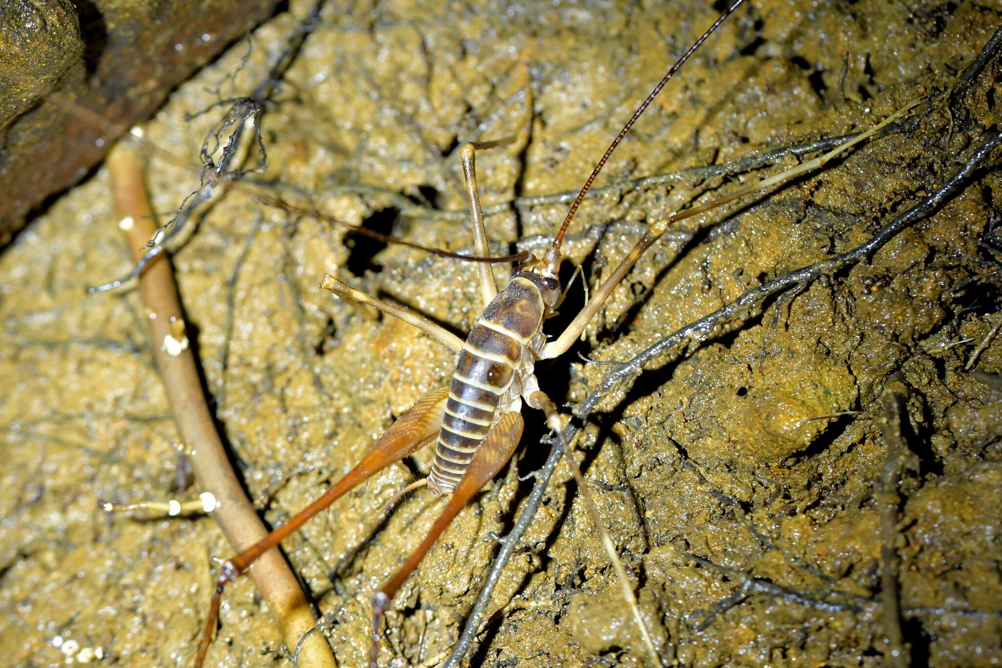 Image of Macropathus acanthocera (Milligan 1926)