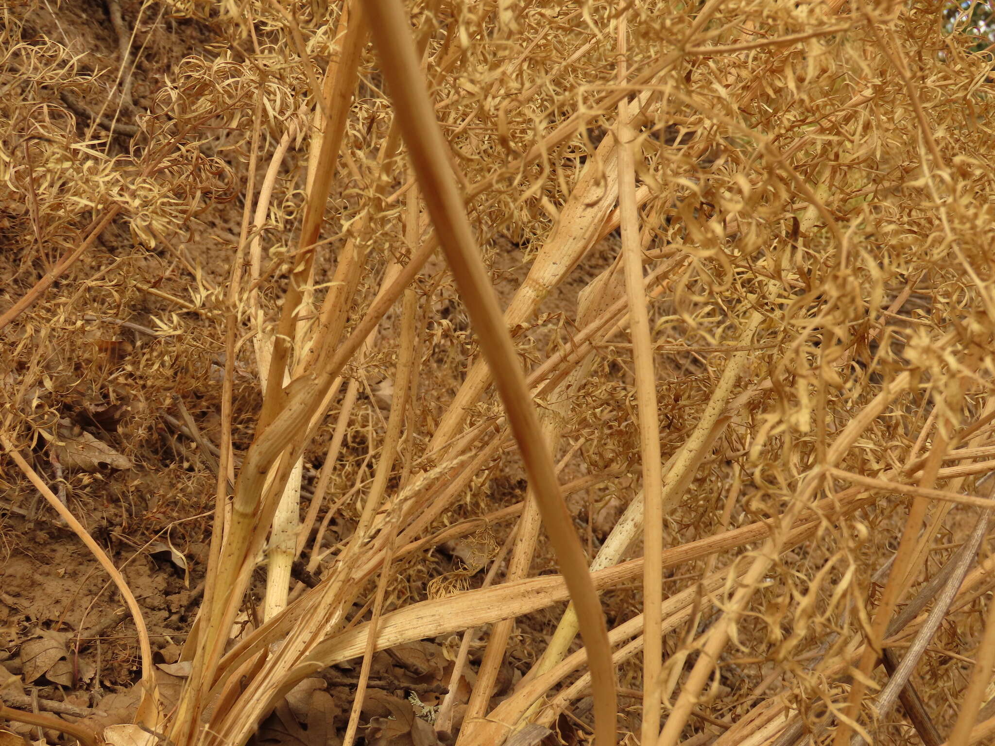 Image of Suksdorf's desertparsley