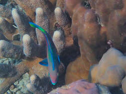 Image of Green-blotched parrotfish