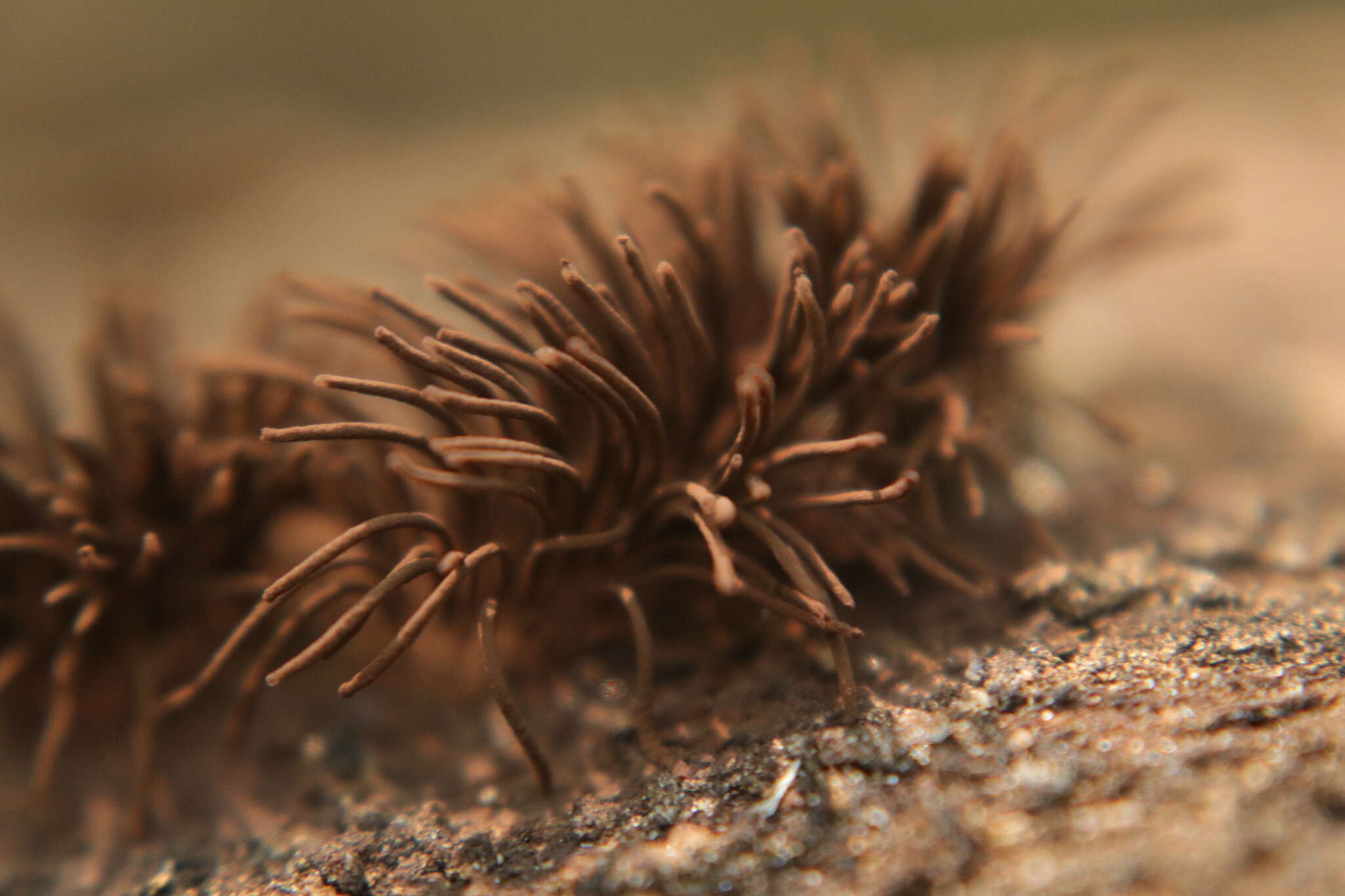 Image of Stemonitis axifera