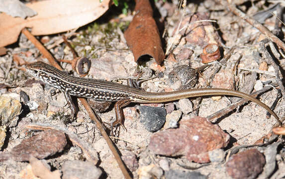 صورة Ctenotus orientalis Storr 1971