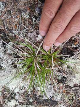 Image of parachute sedge