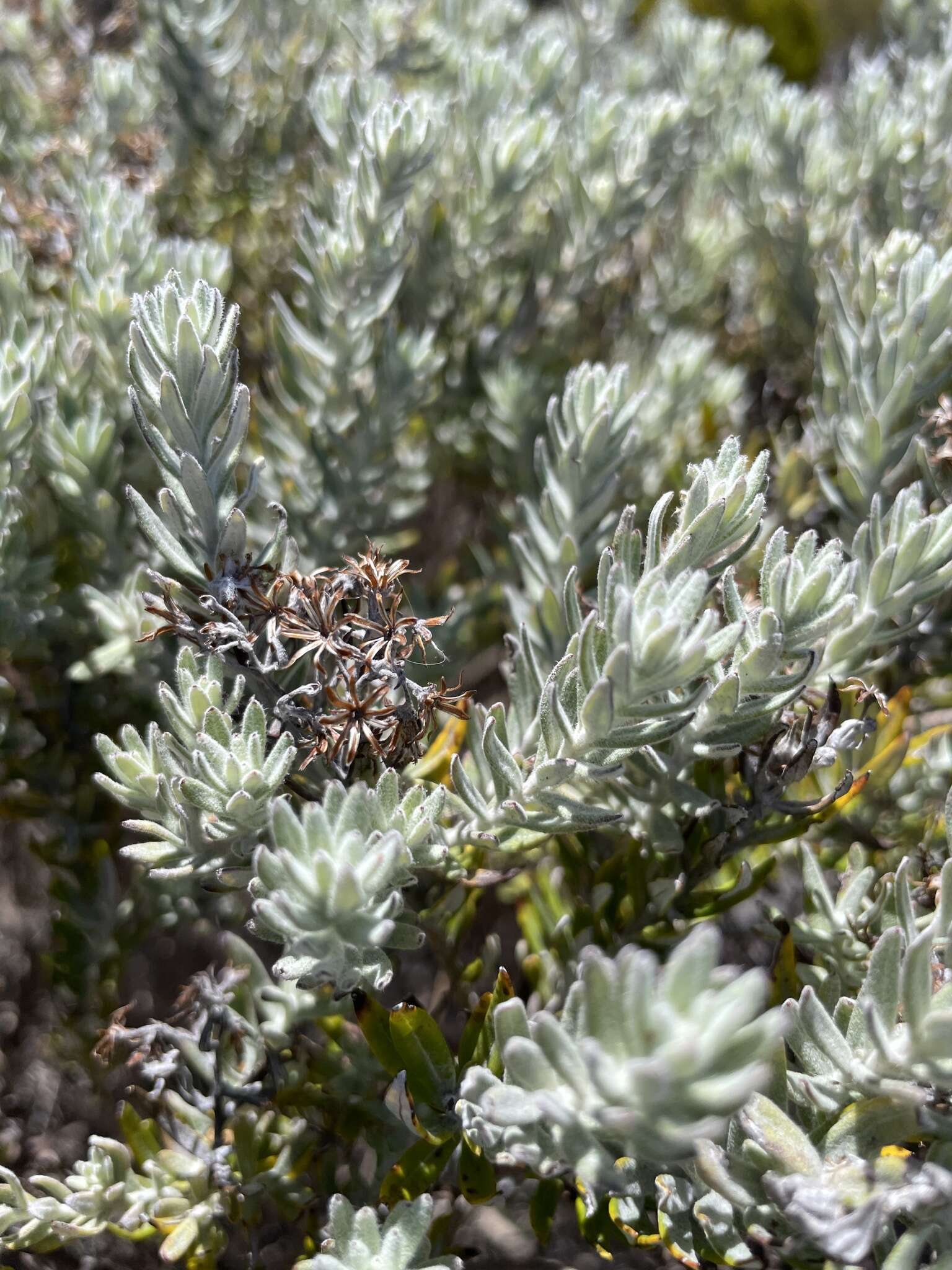 Image of Hubertia tomentosa Bory