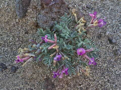 Image of Snake River milkvetch