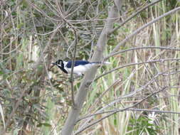 Image of White-tailed Jay