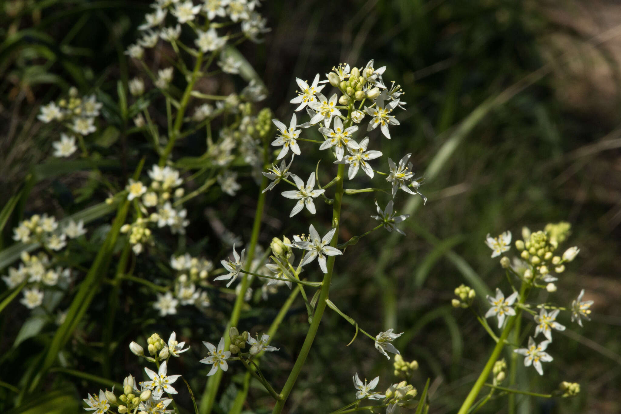 Image of common star lily