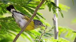 Image of Magnolia Warbler