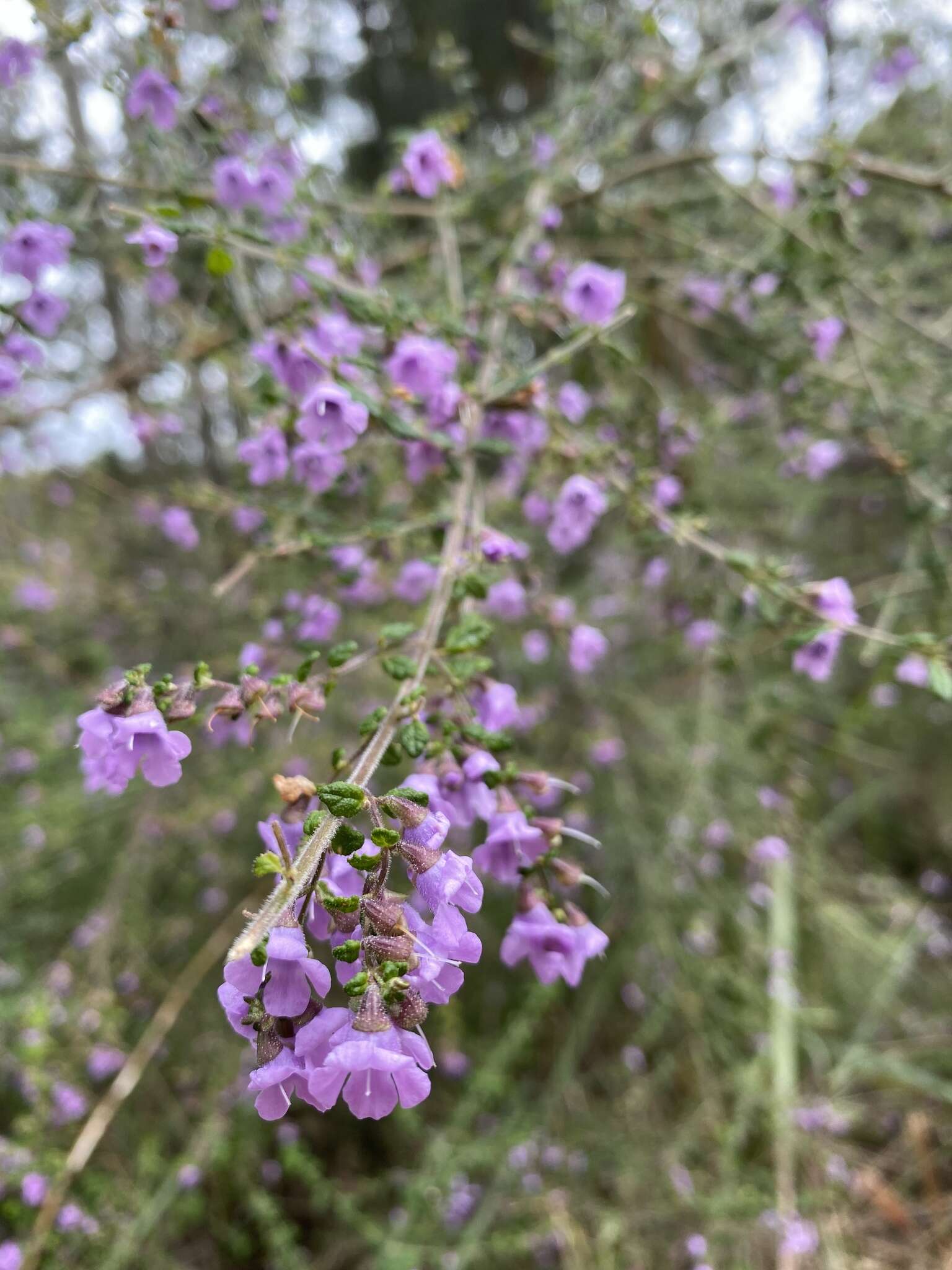 Image of Prostanthera incana A. Cunn. ex Benth.