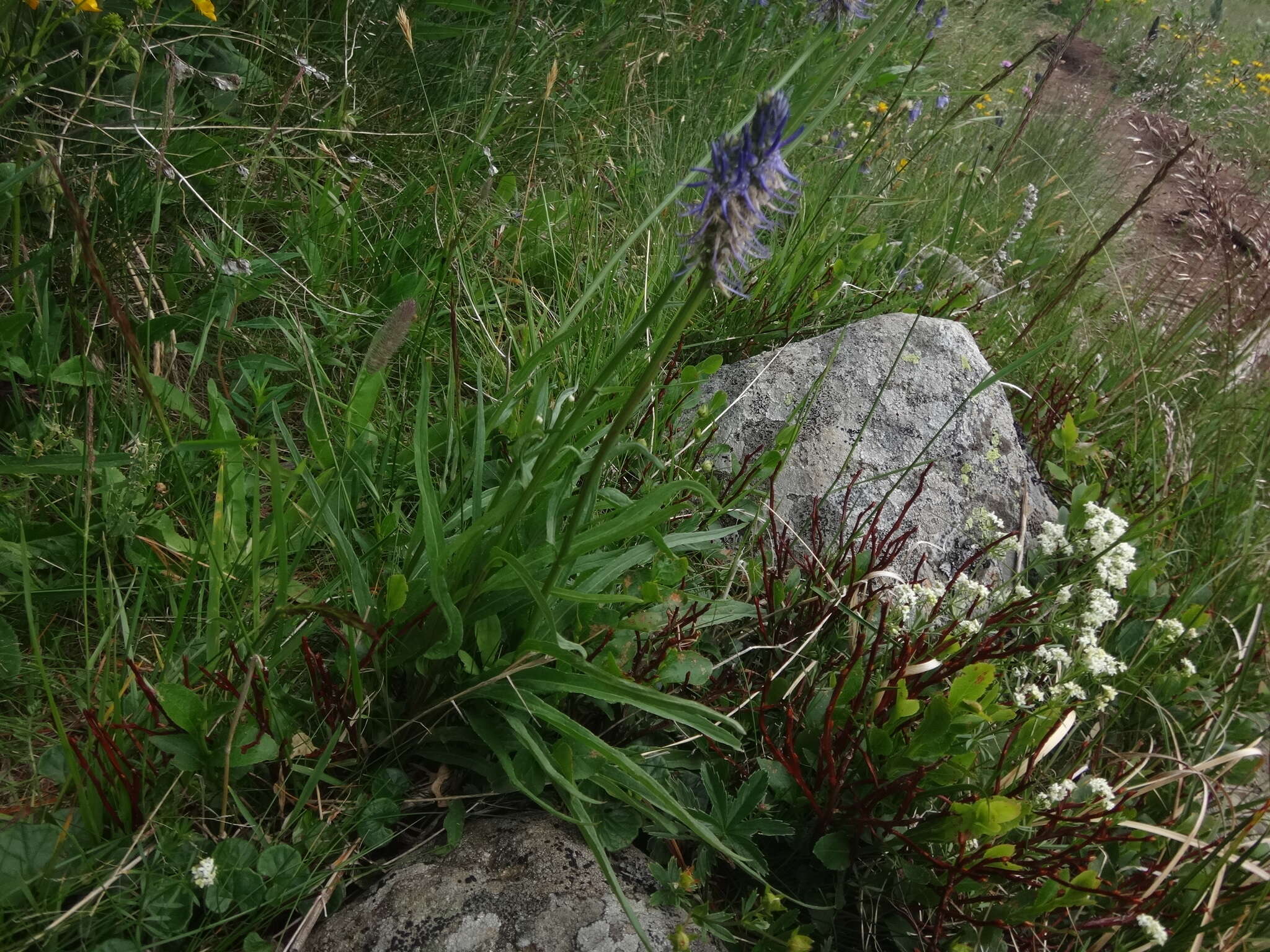 Image of Phyteuma persicifolium Hoppe