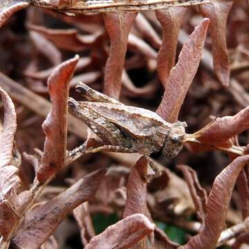 Image of common ground-hopper