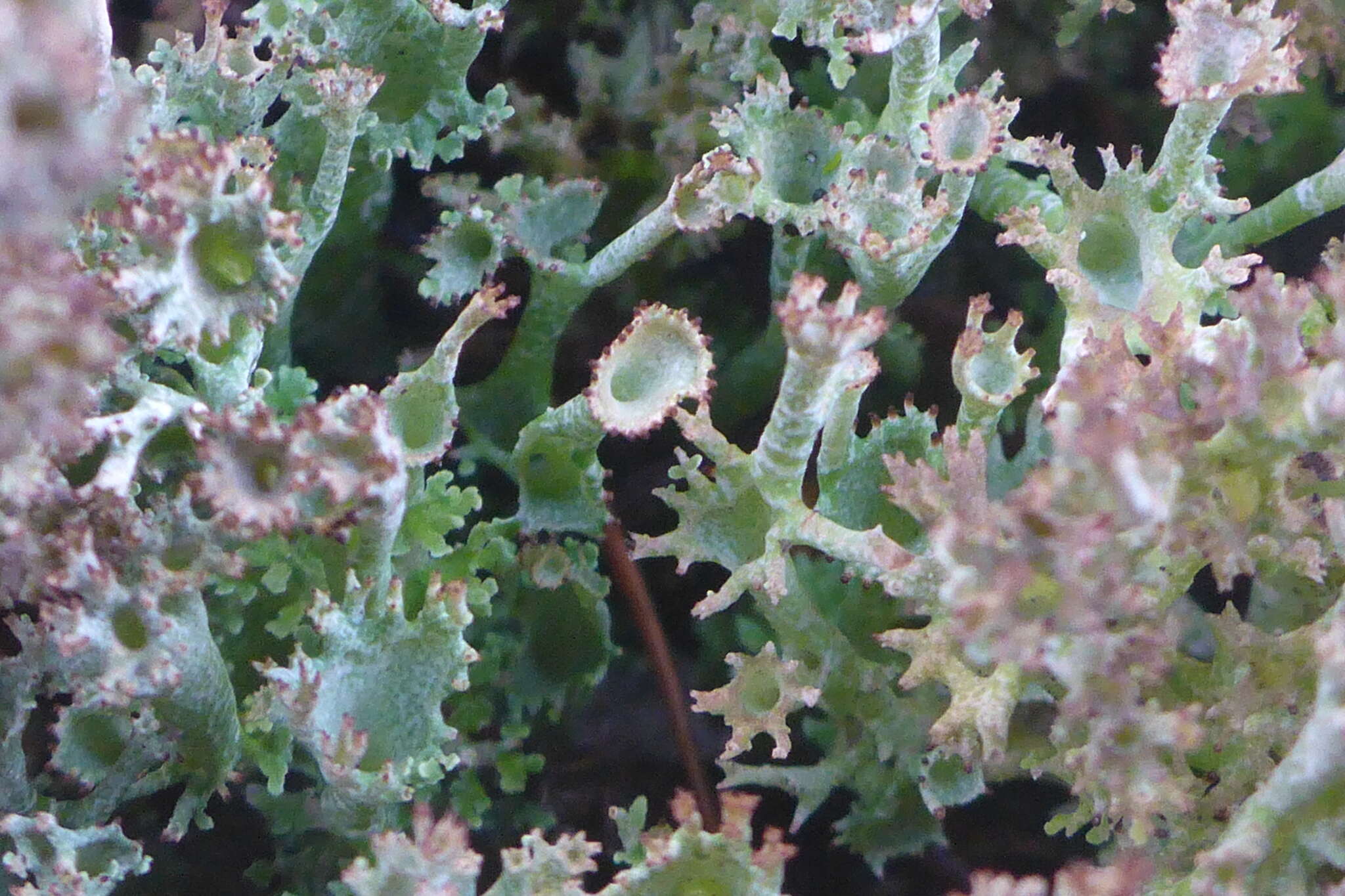 Image of cup lichen