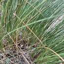 Chionochloa spiralis Zotov resmi