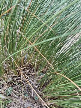 Image of Chionochloa spiralis Zotov