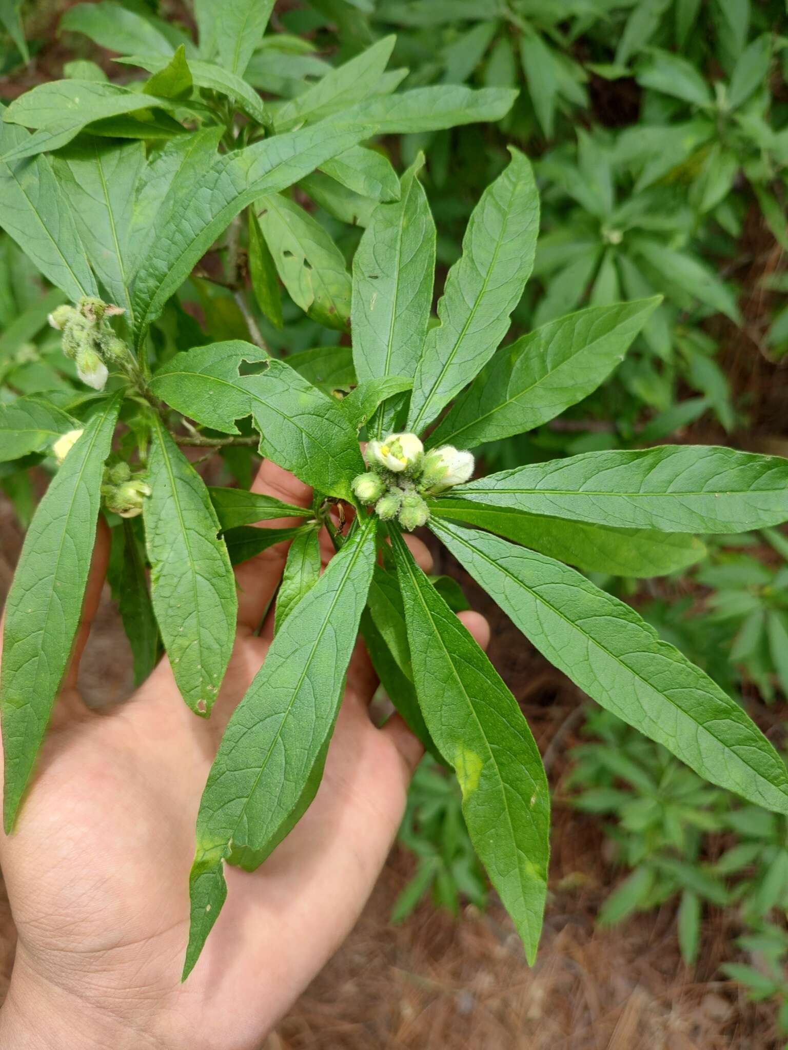 Image de Solanum umbellatum Mill.