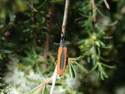 Image of Stenoderus suturalis (Olivier 1795)