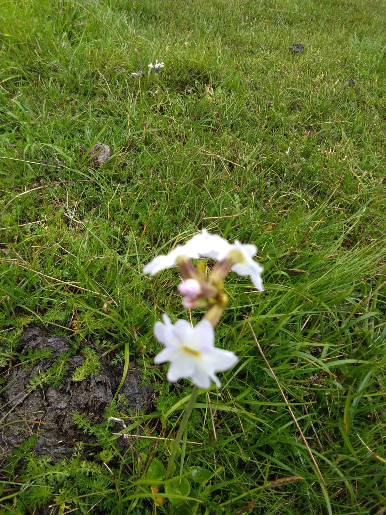 Image of Primula munroi Lindl.