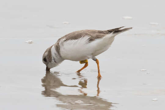 Image of Piping Plover