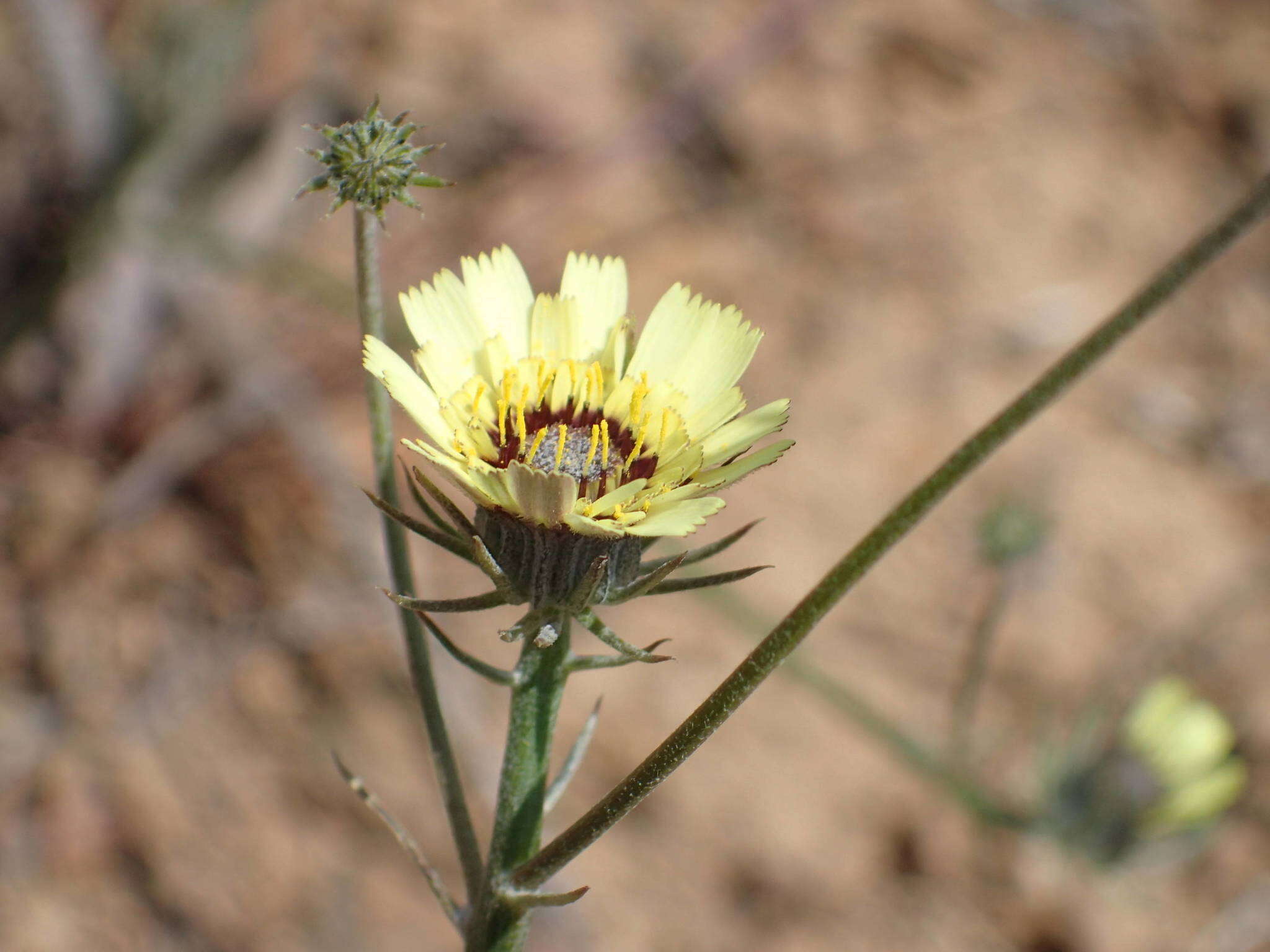 Imagem de Tolpis umbellata Bert.