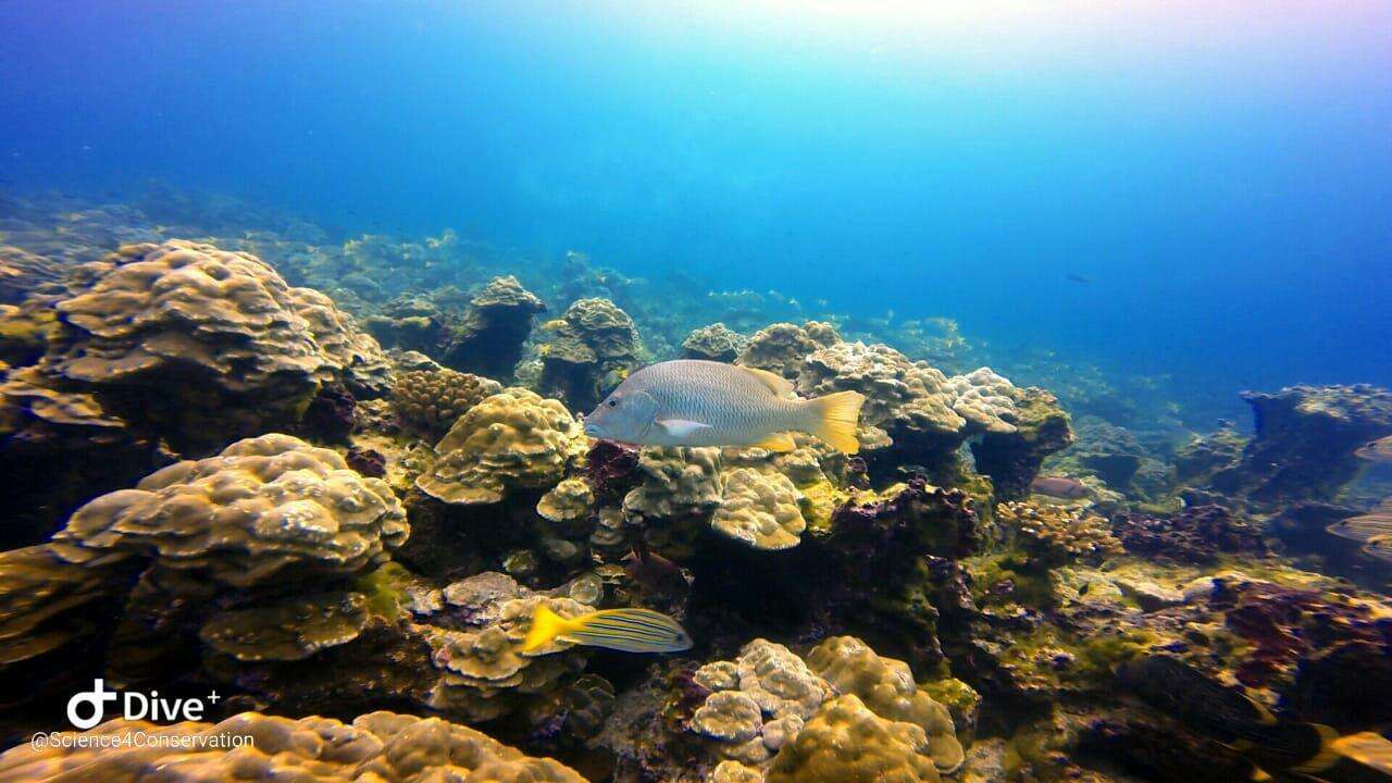 Image of Amarillo snapper