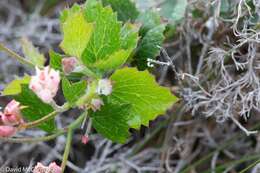 Image of Xanthosia rotundifolia DC.