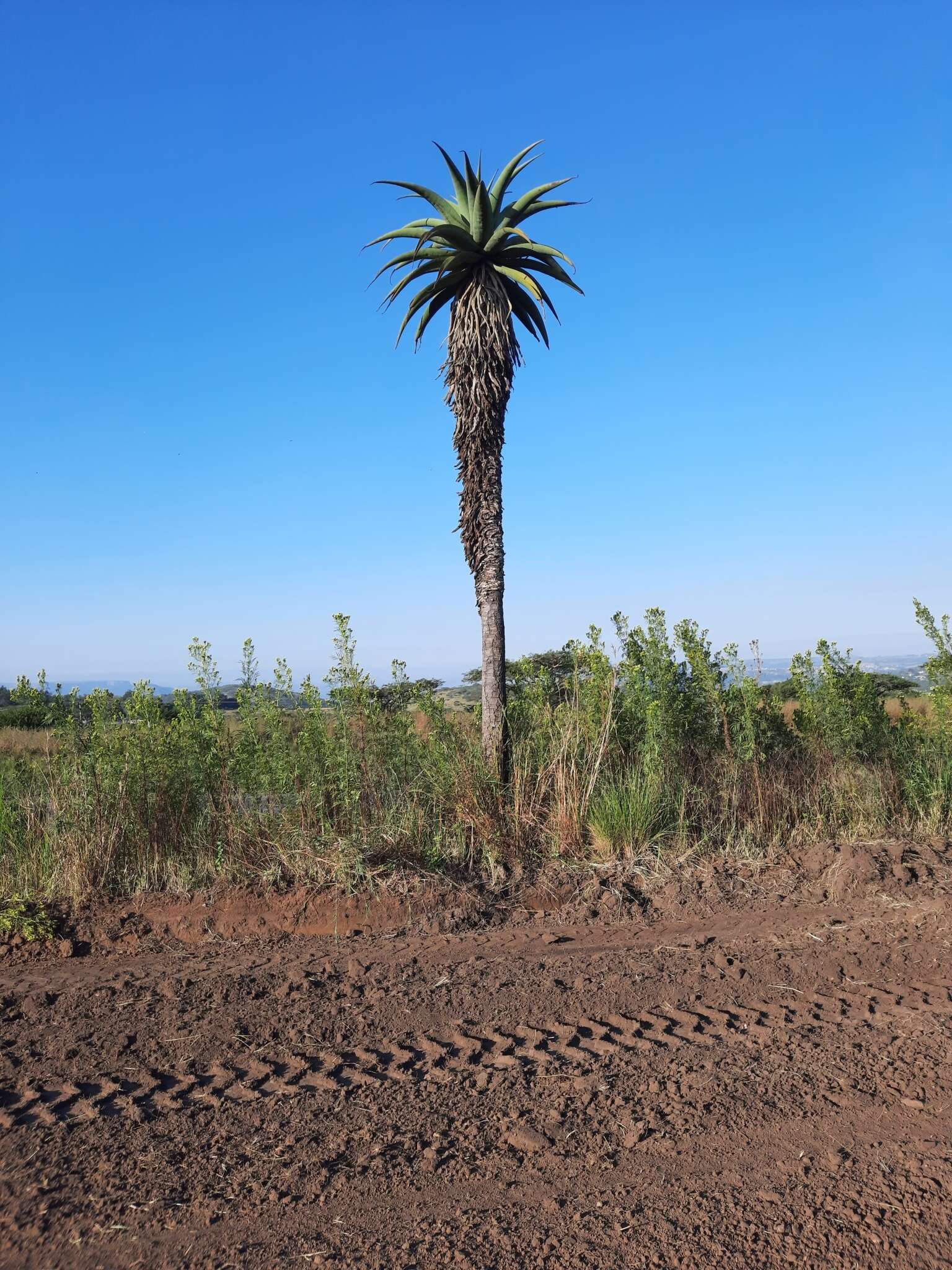 Aloe candelabrum A. Berger resmi