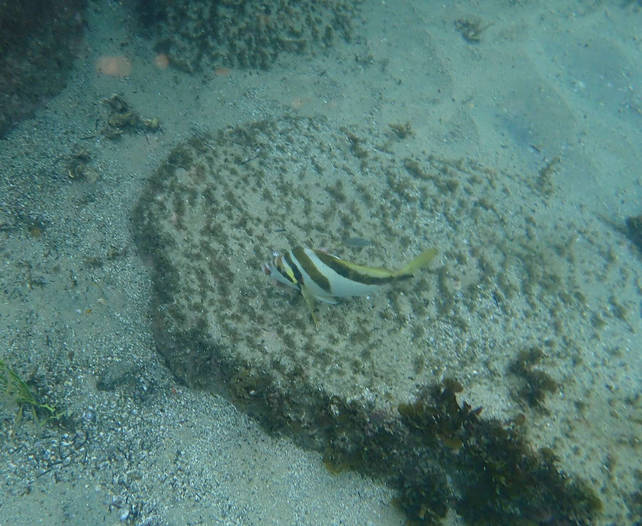 Image of Crested morwong