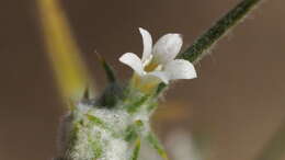 Image of Harwood's woollystar