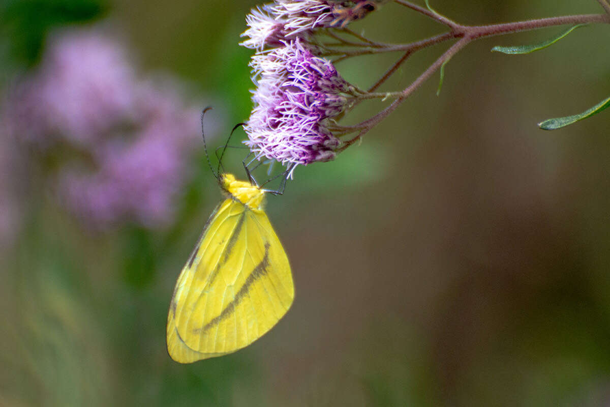 Image of Enantia clarissa (Weymer 1895)