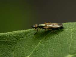 Image of Eumetopiella rufipes (Macquart 1847)