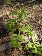 Image of White Elderberry