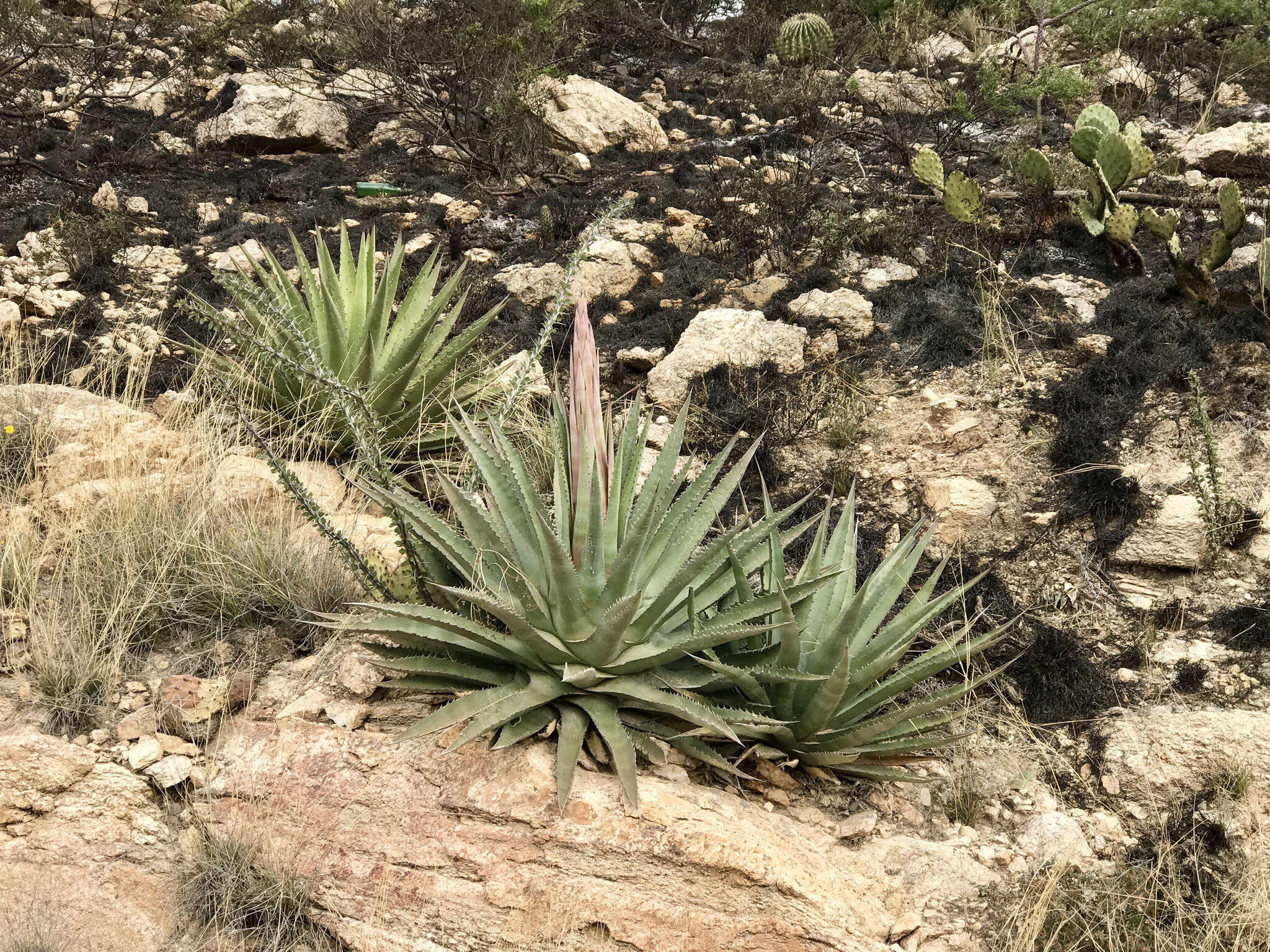 Agave palmeri Engelm. resmi