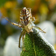 Image of Lined Orbweaver