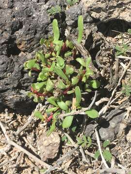 Image of Portulaca howellii (Legr.) Eliass.