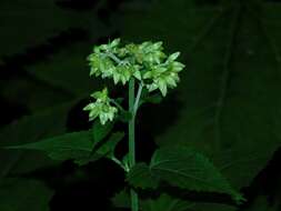 Image of Ageratina roanensis