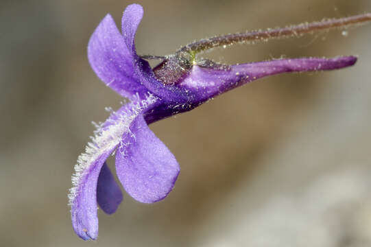 Image of Pinguicula caussensis (Casper) Roccia