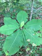 Image of Big-Leaf Magnolia