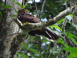 Image of Silky-tailed Nightjar