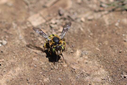 Imagem de Anthidium edwardsii Cresson 1878