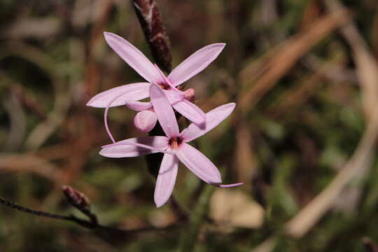 Image of Carphochaete wislizenii A. Gray